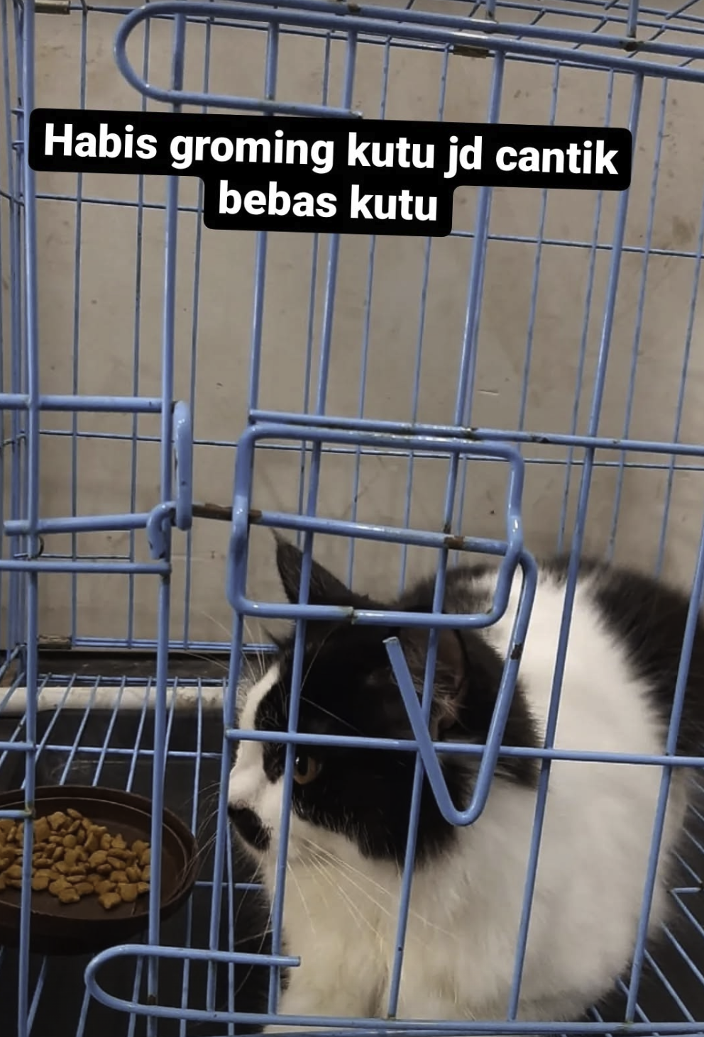 Kucing Anggora
